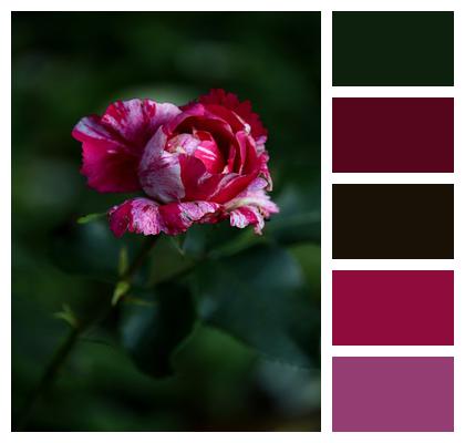 Henri Matisse Hybrid Tea Rose Rose Image
